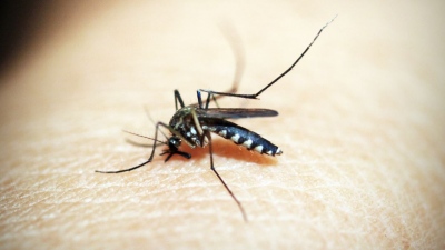 ΠΟΥ: Κίνδυνος μόλυνσης για τον μισό παγκόσμιο πληθυσμό - Ο ιός προκαλεί δάγκειο πυρετό και μεταδίδεται από κουνούπια