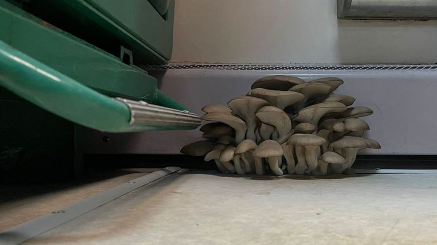 Μανιτάρια φύτρωσαν μέσα σε τρένο - Η απάντηση της ΤΡΑΙΝΟΣΕ