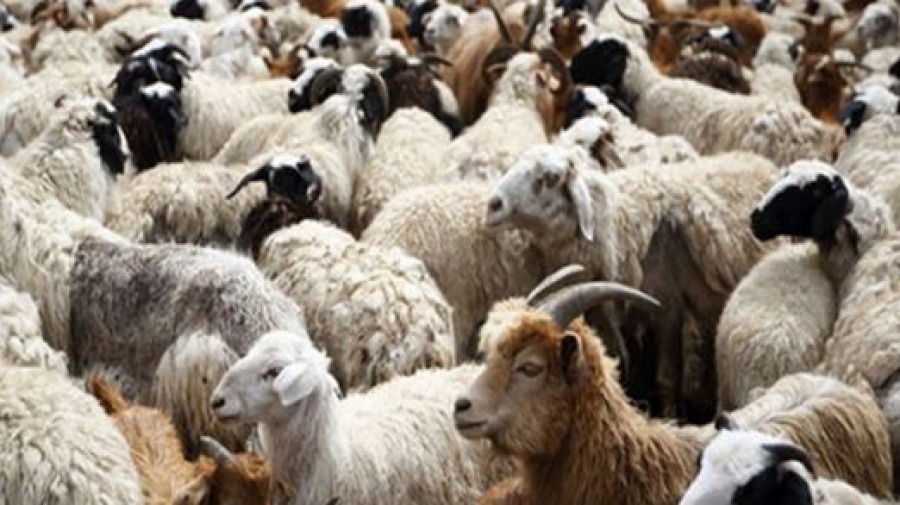 Στη γραμμή άμυνας κατά της ευλογιάς οι στρατιωτικοί κτηνίατροι - Τι προβλέπει η ρύθμιση