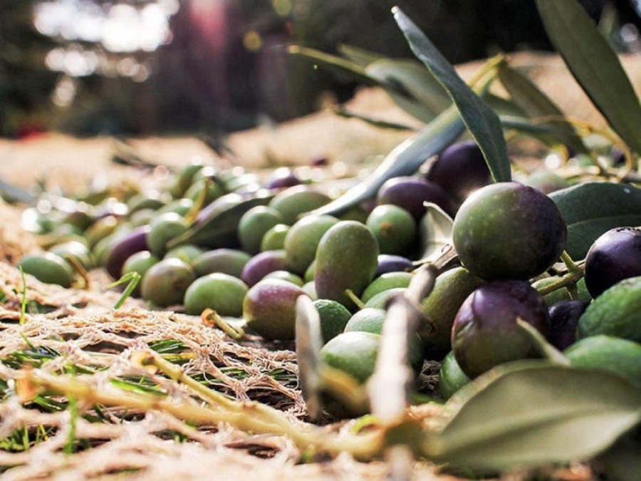 Απογοητευτικές οι εκτιμήσεις για την ελαιοπαραγωγή το 2019