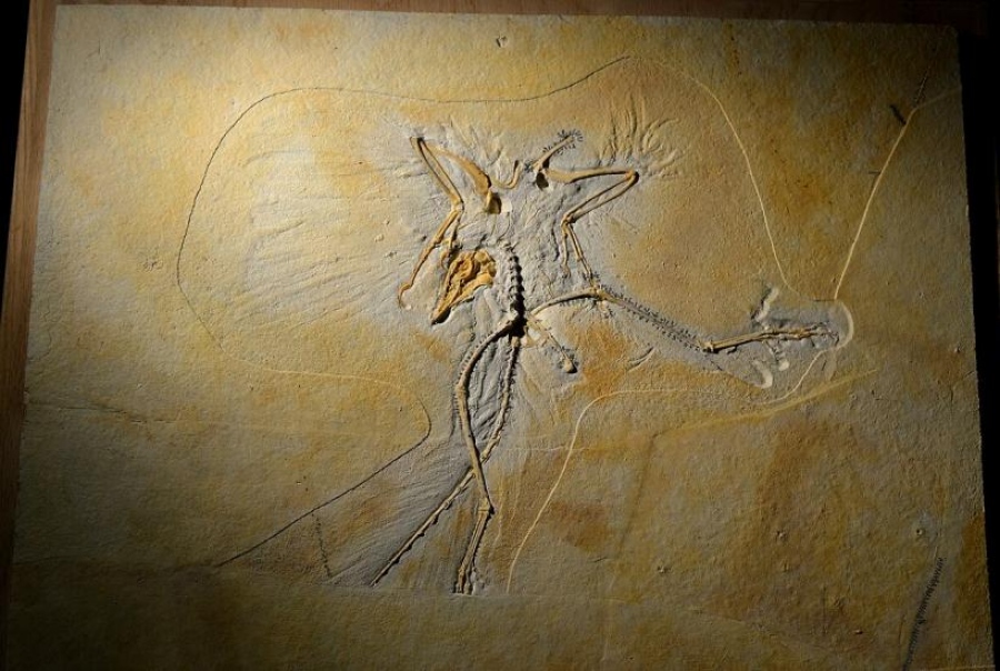 Γερμανοί παλαιοντολόγοι έκαναν μια εκπληκτική ανακάλυψη - Το παράξενο απολίθωμα 247 εκατομμυρίων ετών αποκάλυψε το απίστευτο