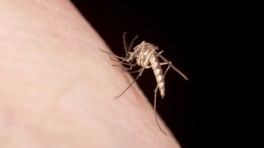 Χημική έλξη: Ορισμένοι άνθρωποι είναι πραγματικά «μαγνήτες κουνουπιών», διαπιστώνει μια μελέτη