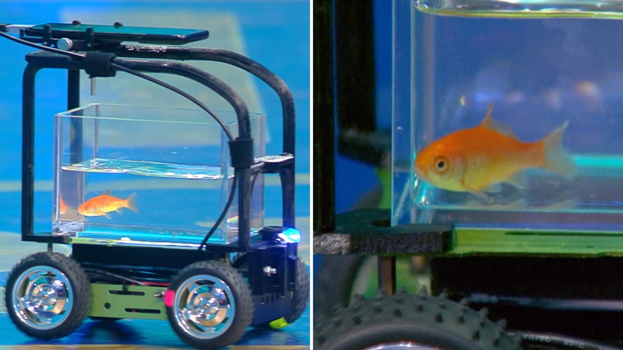 Απίστευτο ρεκόρ: Χρυσόψαρο οδήγησε αυτοκίνητο και μπήκε στο Guinness – Ολλανδός μηχανικός τρέλανε το διαδίκτυο (vid)