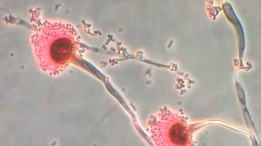 Απειλή για εκατομμύρια ζωές παγκοσμίως - Μύκητας που «τρώει από μέσα προς τα έξω» εξαπλώνεται με την υπερθέρμανση του πλανήτη