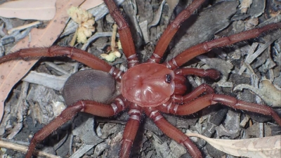Euoplos dignitas: Ανακαλύφθηκε νέα αράχνη-γίγας στην Αυστραλία και... χτίζει λαγούμια