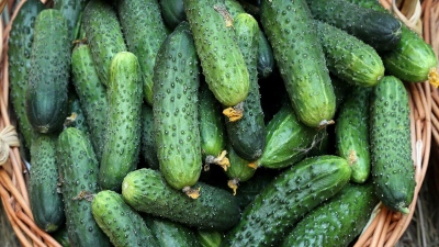 Ρωσία: Η τιμή του αγγουριού έπεσε για πρώτη φορά από το 2025