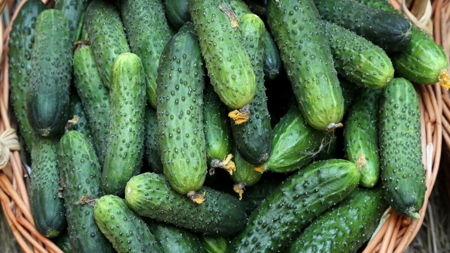 Ρωσία: Η τιμή του αγγουριού έπεσε για πρώτη φορά από το 2025