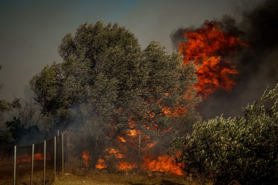 Πύρινος εφιάλτης στην Αττική: Βελτιωμένο το μέτωπο της φωτιάς στον Κουβαρά - Καταστράφηκε πτηνοτροφική μονάδα