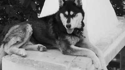 Παρέμβαση της Εισαγγελίας του Αρείου Πάγου για τον βασανισμό σκύλου στην Αράχοβα