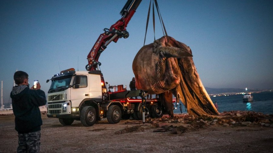 Νεκρή φάλαινα στον Πειραιά: Που μπορεί να οφείλεται ο θάνατος της, τι προβλέπεται να γίνει