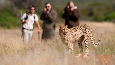 Στα 219,9 δισ. δολάρια η παγκόσμια αγορά τουρισμού άγριας ζωής έως το 2032