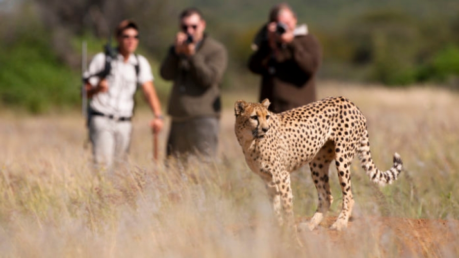 Στα 219,9 δισ. δολάρια η παγκόσμια αγορά τουρισμού άγριας ζωής έως το 2032