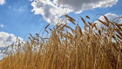 ﻿Ουκρανία: Μείωση 40% στη συγκομιδή σιτηρών το 2022