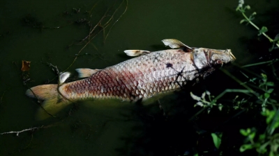 Γαλλία: Η ξηρασία προκάλεσε ασφυξία σε 8 τόνους ψαριών