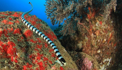 Κάτι συμβαίνει... Θαλάσσια φίδια ξεβράζονται μαζικά στις ακτές της Αυστραλίας - Ανησυχούν οι επιστήμονες