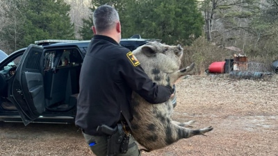 Απίστευτη εισβολή σε σπίτι - Η αστυνομία «συνέλαβε» ως διαρρήκτη ένα γουρούνι
