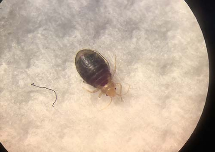 Ανθεκτικοί στα εντομοκτόνα οι κοριοί στην Ελλάδα