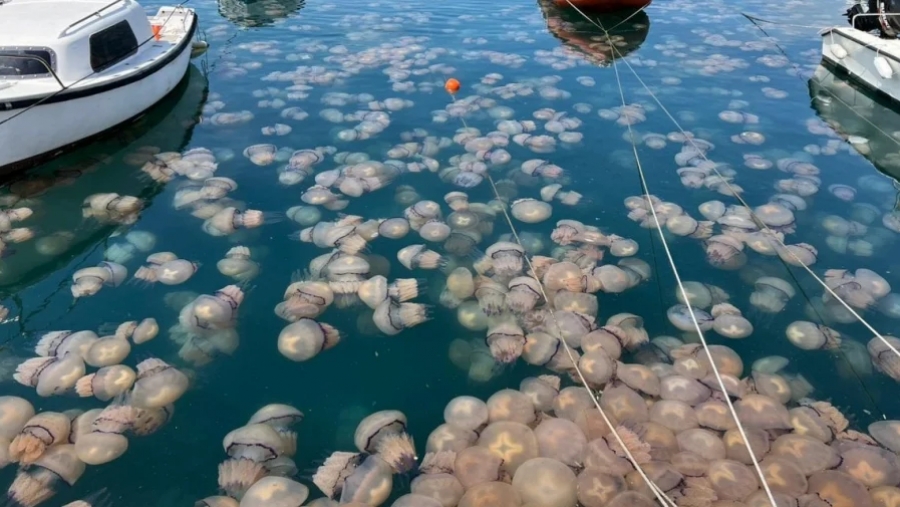 Μετά τις μωβ μέδουσες καταφτάνουν στην Ελλάδα και οι... μπλε μέδουσες