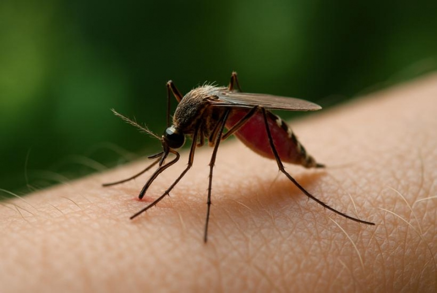 Έξαρση του ιού chikungunya σε Αφρική και Ασία – Σε παγκόσμιο συναγερμό ο ΠΟΥ, δισεκατομμύρια άνθρωποι σε κίνδυνο