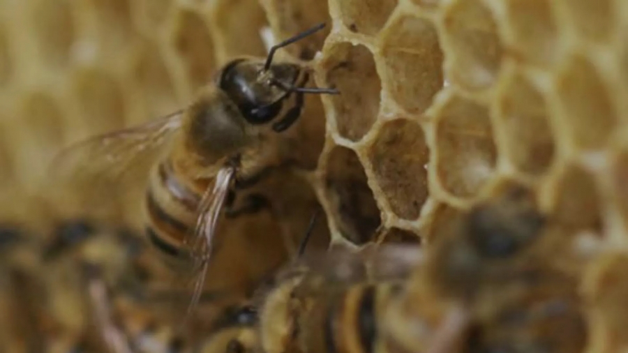 Τροπικές μέλισσες άρχισαν να επιλέγουν... ωμό κρέας αντί για νέκταρ
