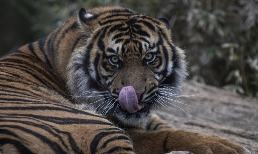 Lockdown στην Ινδία: Απαγόρευση κυκλοφορίας σε χωριά μετά από θανατηφόρες επιθέσεις από τίγρεις