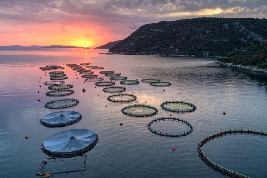 Περσεύς: Δίκαιο και εύλογο το αντάλλαγμα για τη δημόσια πρόταση της Andromeda Seafood