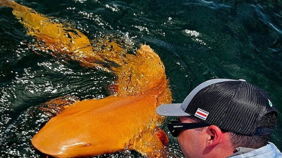 Για πρώτη φορά: Ο πιο σπάνιος καρχαρίας του πλανήτη – Γιατί είναι πορτοκαλί - Η φύση ξαναγράφει τους κανόνες της