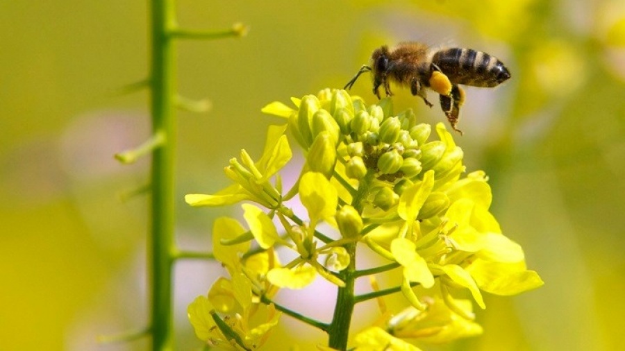Γερμανία: Σχεδόν 1,75 εκατ. πολίτες στηρίζουν το ψήφισμα «Σώστε τις μέλισσες»
