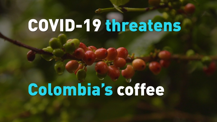 Κολομβία: Η έλλειψη εργατικών χεριών λόγω πανδημίας θέτει σε κίνδυνο τη συγκομιδή του καφέ και το μέλλον των εξαγωγών