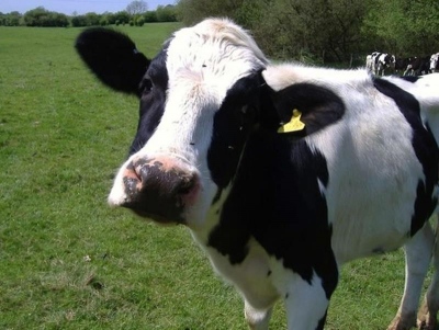 Χαμός με αγγελία από φάρμα που δίνει 2000 μισθό - Αρκεί να αγαπάτε... τις αγελάδες