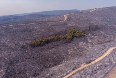 Αίσχος - Η αναδάσωση στον Έβρο μπλοκάρεται για να σπείρει ανεμογεννήτριες η κυβέρνηση ΝΔ