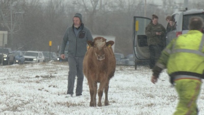 Σκηνές πανικού στην άσφαλτο - Αγελάδες δραπετεύουν και προκαλούν κυκλοφοριακό κομφούζιο (vid)