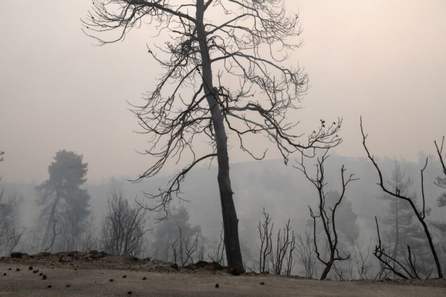 Λέκκας (Καθηγητής): Χαθήκαν διά παντός  300.000 στρέμματα δάσους στην Εύβοια από τα 500.000 στρέμματα – Εφιαλτική η «επόμενη ημέρα»