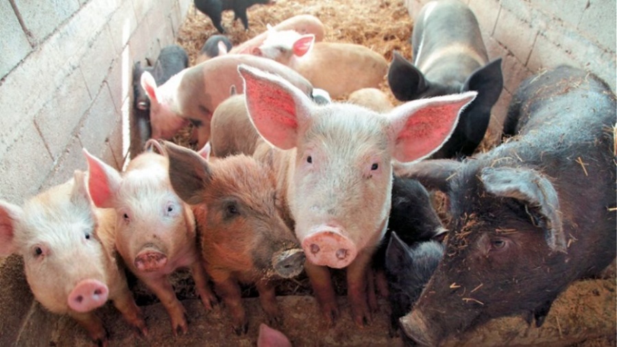 Πώς επηρεάζεται η Ελλάδα από την αφρικανική πανώλη των χοίρων
