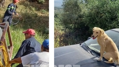 Ηλεία: Ο σκύλος «Χάτσικο» που συγκίνησε – Ανέβηκε στο καπό του ΙΧ για να φύγει με το αφεντικό του μετά το τροχαίο
