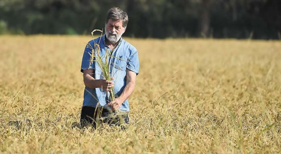 Τελικά οι αγρότες έχουν 100% δίκιο – Για να αγοράσουν έναν καφέ... 3 ευρώ θα πρέπει να πουλήσουν 16 κιλά σιτάρι - Παράνοια