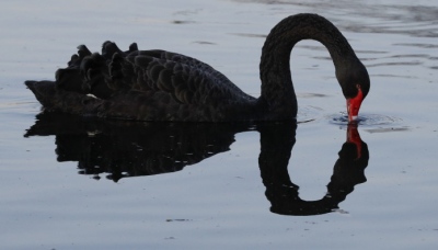 «Μαύροι κύκνοι» απειλούν τις αγορές – Η επόμενη δεκαετία για τους επενδυτές θα μοιάζει με κολύμπι σε χείμαρρο