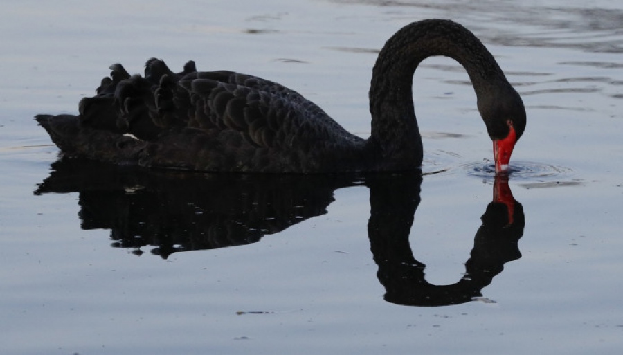 «Μαύροι κύκνοι» απειλούν τις αγορές – Η επόμενη δεκαετία για τους επενδυτές θα μοιάζει με κολύμπι σε χείμαρρο