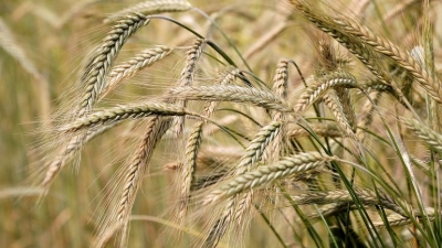 Ιταλία: Η φετινή παραγωγή σιταριού αναμένεται να είναι μειωμένη κατά 15% εξαιτίας της ξηρασίας
