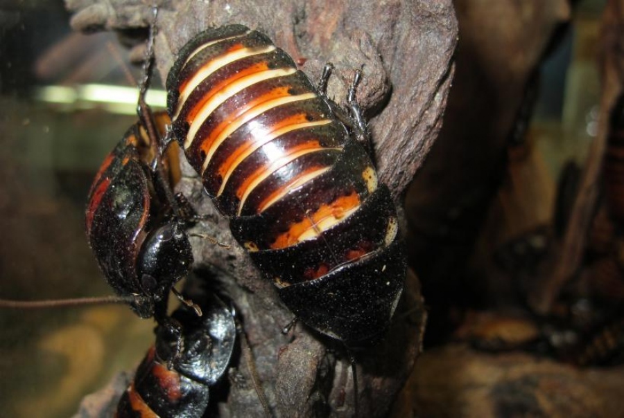 Κατσαρίδες - κατασκόπους δημιουργεί η Γερμανία για να πλημμυρίσει τα εδάφη των αντιπάλων της