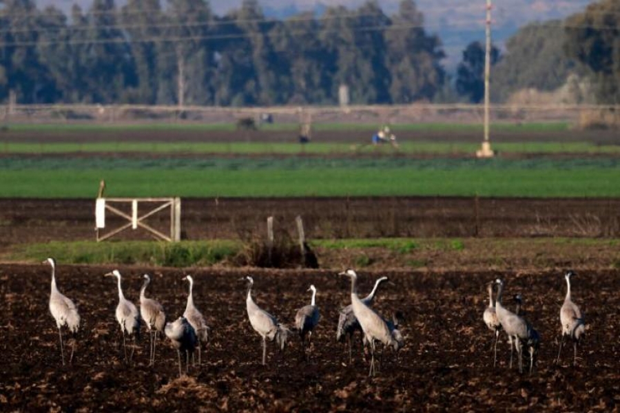 Ισραήλ: Περισσότεροι από 2.000 γερανοί πέθαναν από τη γρίπη των πτηνών - Κρούσματα και σε πτηνοτροφεία
