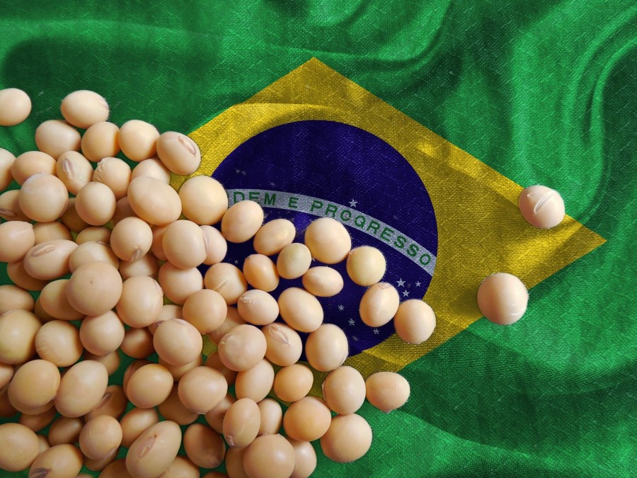 H Κίνα αγοράζει ακριβή βραζιλιάνικη σόγια – Σε απόγνωση οι καλλιεργητές των ΗΠΑ