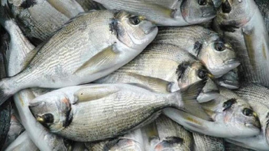 Σοκάρουν τα στοιχεία – Λαβράκια και τσιπούρες Τουρκίας στο τραπέζι μας – Πρώτη χώρα εισαγωγών η Ελλάδα