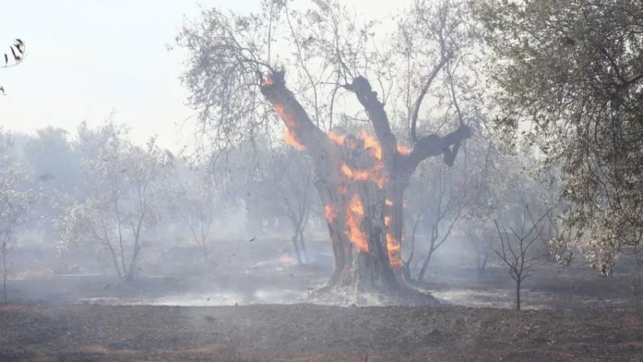 Υπουργείο Αγροτικής Ανάπτυξης: «Κλείδωσαν» οι αποζημιώσεις του ΕΛΓΑ για τις πυρκαγιές