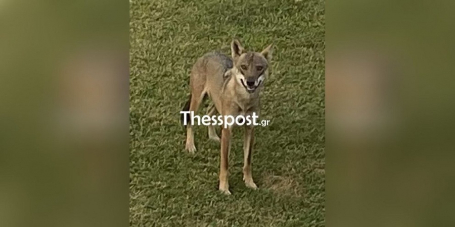 Χαλκιδική: Λύκος επιτέθηκε σε 5χρονο κοριτσάκι στην παραλία