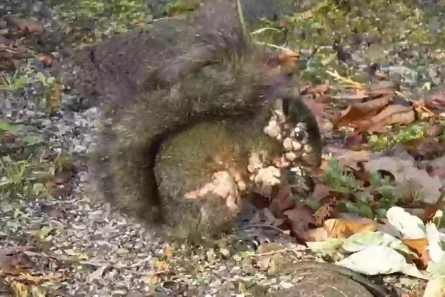 Απίστευτο: Αμερικανοί τρομοκρατημένοι για «σκίουρους ζόμπι» που κάνουν βόλτες στους κήπους τους - Πύον και κονδυλώματα