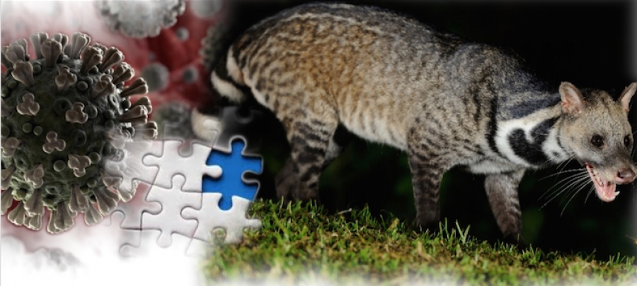 Το κομμάτι που λείπει στο παζλ του κορωνοϊού - Η αγοραπωλησία αγρίων ζώων και η μοσχογαλή...