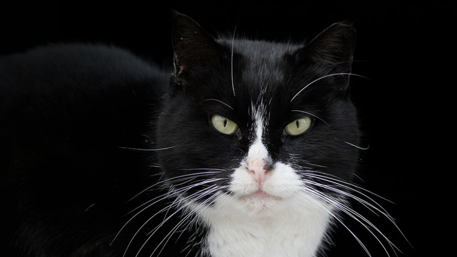 Ο σύζυγος που θα πληρώνει διατροφή για τις... γάτες της πρώην του: Δικαστική απόφαση - ορόσημο για τα κατοικίδια