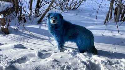 Λύθηκε το μυστήριο με τους μπλε σκύλους στο Chernobyl