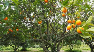 «Τρελάθηκε» η τιμή του πορτοκαλιού - Στο τραπέζι... εναλλακτικοί χυμοί φρούτων